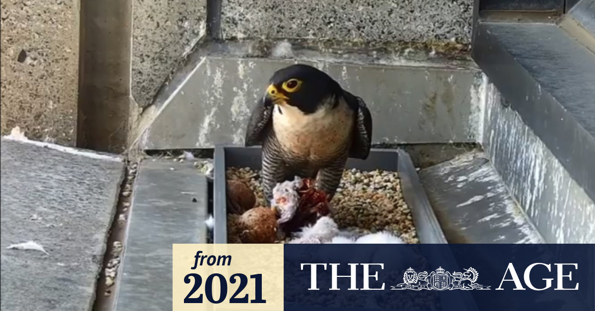 Collins Street Falcons and their fans have a new domestic drama